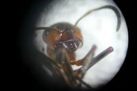 Formica rufa