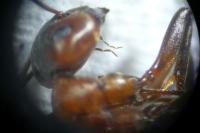 Formica rufa