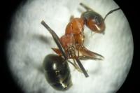 Formica rufa
