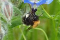 Bombus hypnorum