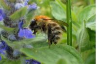Bombus pascuorum