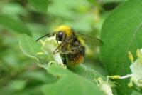 Bombus pratorum
