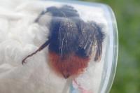 Bombus lapidarius