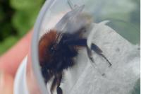 Bombus humilis
