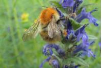 Bombus pascuorum