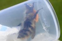 Bombus pascuorum
