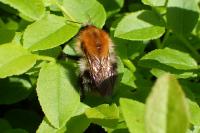 Bombus pascuorum
