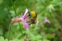 Bombus pratorum