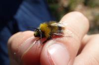 Bombus pratorum