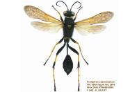 Sceliphron caementarium