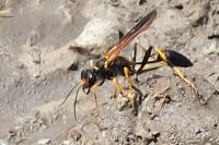 Sceliphron caementarium