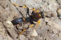 Sceliphron caementarium