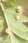Neuroterus albipes