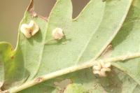 Neuroterus albipes