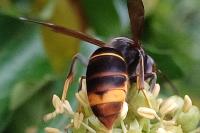 Vespa velutina