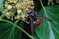 Vespa velutina