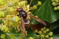 Vespa velutina