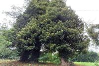 Vespa velutina