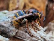 Dolichovespula media