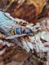 Dolichovespula media