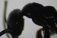 Formica picea