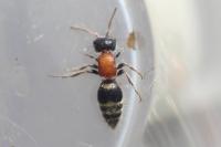 Myrmilla calva