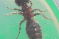 Myrmilla calva