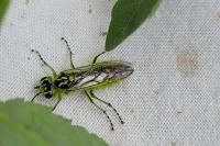 Rhogogaster