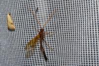 Eremotylus marginatus