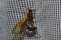 Eremotylus marginatus