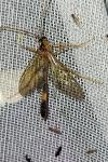 Stauropoctonus bombycivorus