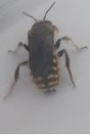 Anthidium manicatum