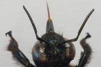 Xylocopa valga