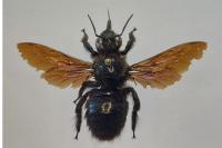 Xylocopa valga
