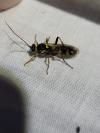 Amblyteles armatorius