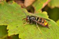 Vespa velutina