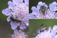Megachile