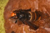 Vespa velutina