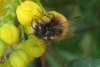 Osmia cornuta