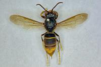 Vespa velutina