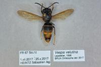Vespa velutina