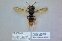 Vespa velutina