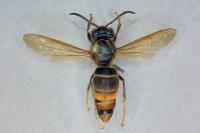 Vespa velutina