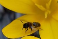 Andrena bicolor