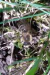 Colletes cunicularius