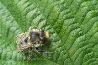 Anthophora furcata