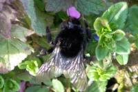 Bombus lapidarius