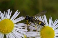 Cerceris rybyensis