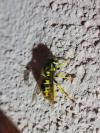 Vespula germanica