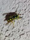 Vespula germanica
